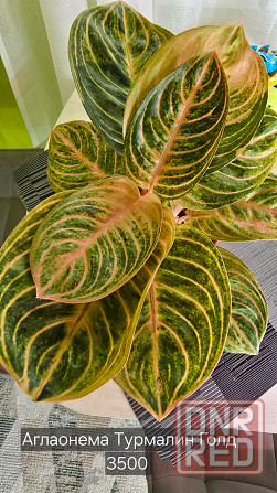 Продам свои комнатные растения Донецк - изображение 2