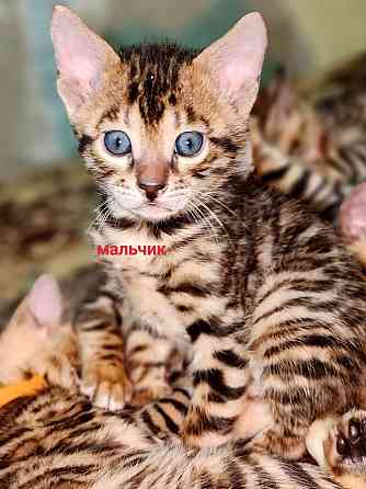 Срочная продажа бенгала Донецк