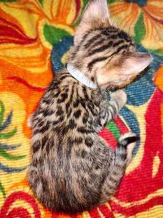 Срочная продажа бенгала Донецк