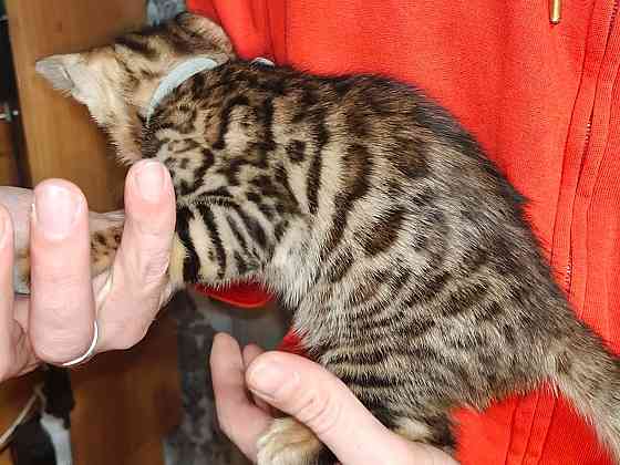 Срочная продажа бенгала Донецк