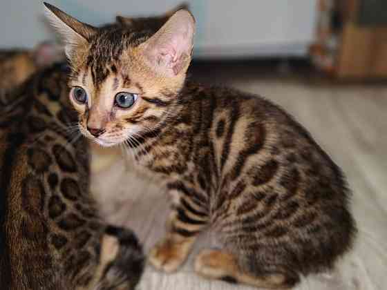 Срочная продажа бенгала Донецк