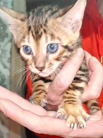 Срочная продажа бенгала Донецк