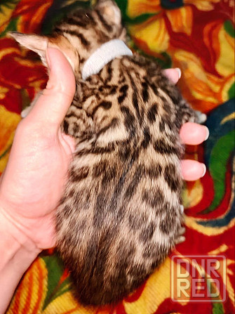 Срочная продажа бенгала Донецк - изображение 7