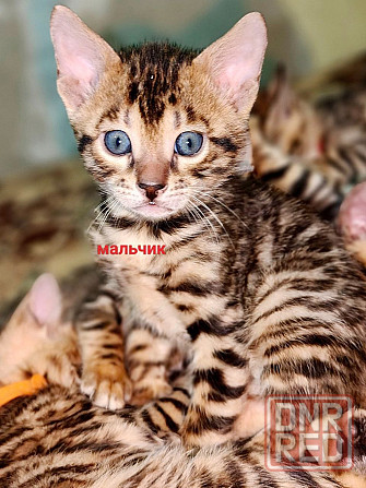 Срочная продажа бенгала Донецк - изображение 2