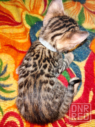 Срочная продажа бенгала Донецк - изображение 6