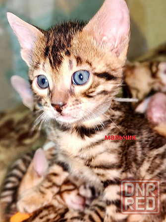 Срочная продажа бенгала Донецк - изображение 1