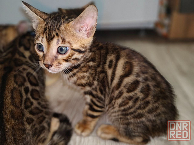 Срочная продажа бенгала Донецк - изображение 3