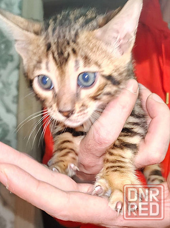 Срочная продажа бенгала Донецк - изображение 4