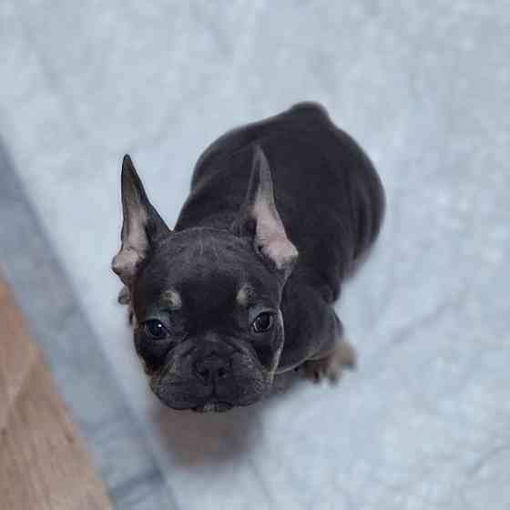 Щенок французского бульдога Краснодар