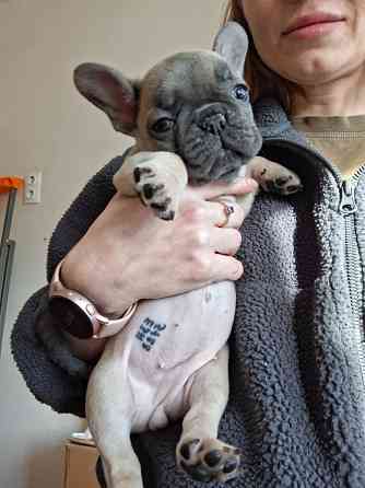 Щенок французского бульдога Краснодар