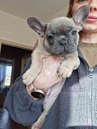 Щенок французского бульдога Краснодар