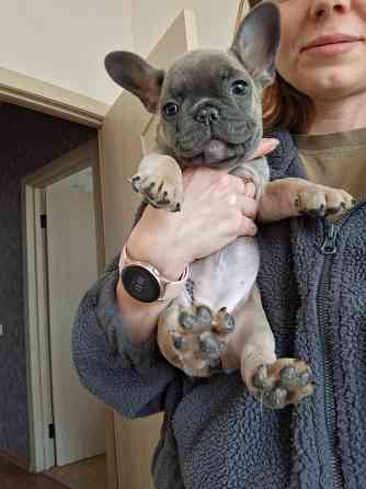 Щенок французского бульдога Краснодар