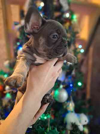 Щенок французского бульдога Краснодар