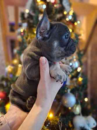 Щенок французского бульдога Краснодар