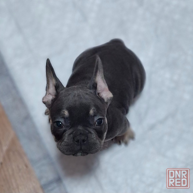 Щенок французского бульдога Краснодар - изображение 4