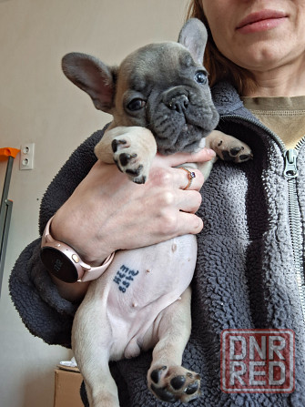 Щенок французского бульдога Краснодар - изображение 3