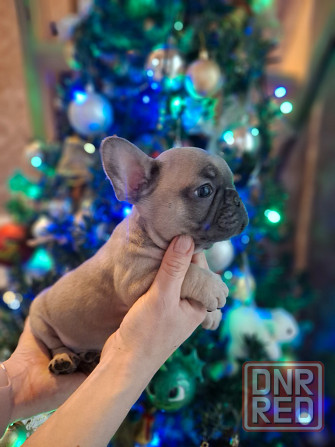 Щенок французского бульдога Краснодар - изображение 7