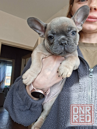 Щенок французского бульдога Краснодар - изображение 1