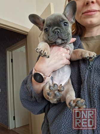 Щенок французского бульдога Краснодар - изображение 2