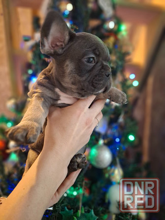 Щенок французского бульдога Краснодар - изображение 6