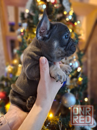 Щенок французского бульдога Краснодар - изображение 5