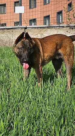 Отдам собаку Донецк