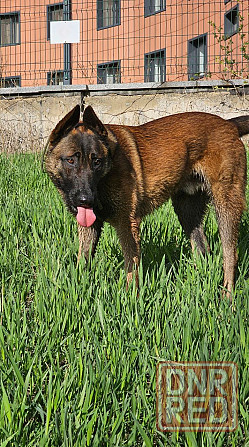 Отдам собаку Донецк - изображение 1