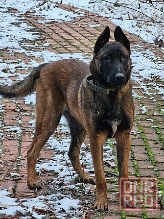 Отдам собаку Донецк - изображение 2