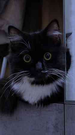 Ищем котика для первой вязки Донецк