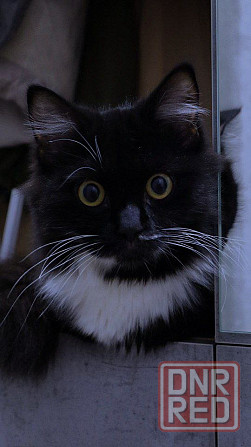 Ищем котика для первой вязки Донецк - изображение 1