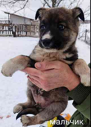 Дайте шанс хорошим животным!!!!!!!!!!! Донецк