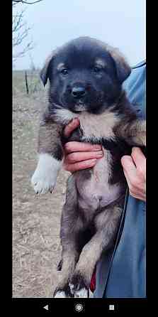 Дайте шанс хорошим животным!!!!!!!!!!! Донецк