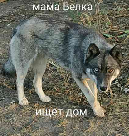 Дайте шанс хорошим животным!!!!!!!!!!! Донецк