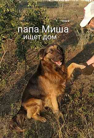 Дайте шанс хорошим животным!!!!!!!!!!! Донецк