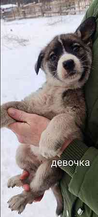 Дайте шанс хорошим животным!!!!!!!!!!! Донецк