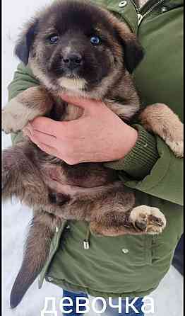 Дайте шанс хорошим животным!!!!!!!!!!! Донецк