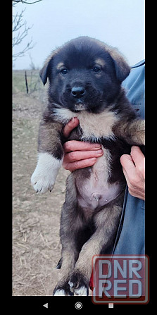 Дайте шанс хорошим животным!!!!!!!!!!! Донецк - изображение 2