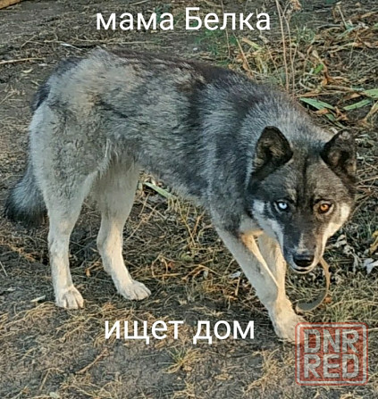 Дайте шанс хорошим животным!!!!!!!!!!! Донецк - изображение 5