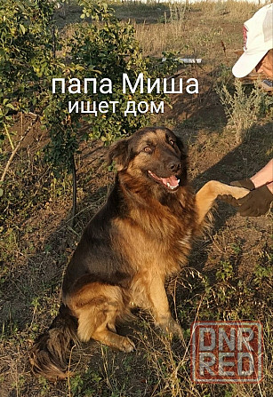 Дайте шанс хорошим животным!!!!!!!!!!! Донецк - изображение 6