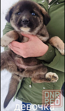 Дайте шанс хорошим животным!!!!!!!!!!! Донецк - изображение 1