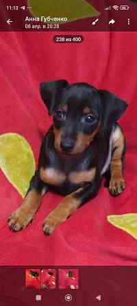 Чистокровные! Цвергпинчер щенки Донецк