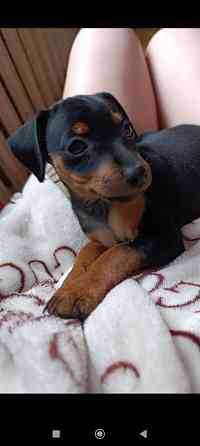 Чистокровные! Цвергпинчер щенки Донецк