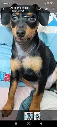 Чистокровные! Цвергпинчер щенки Донецк