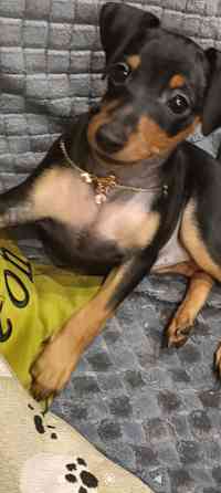 Чистокровные! Цвергпинчер щенки Донецк