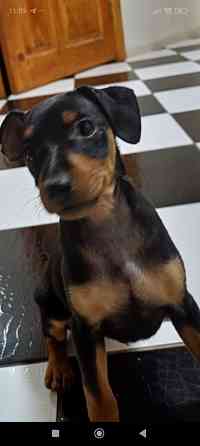 Чистокровные! Цвергпинчер щенки Донецк