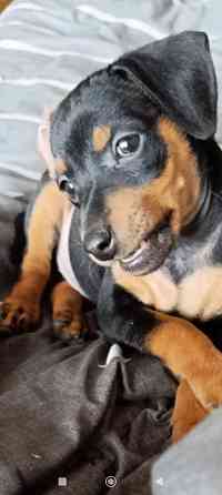 Чистокровные! Цвергпинчер щенки Донецк