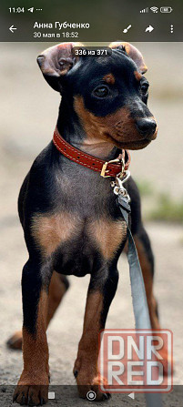 Чистокровные! Цвергпинчер щенки Донецк - изображение 8