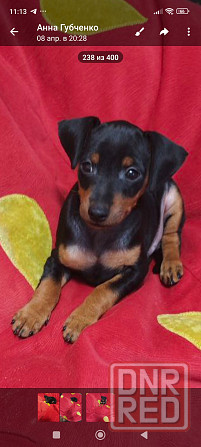 Чистокровные! Цвергпинчер щенки Донецк - изображение 6