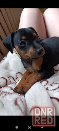 Чистокровные! Цвергпинчер щенки Донецк - изображение 4