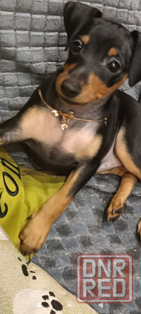 Чистокровные! Цвергпинчер щенки Донецк - изображение 5